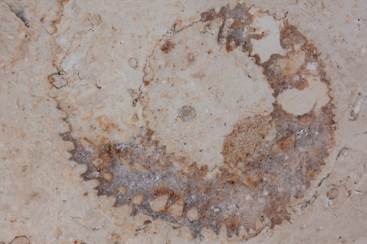 petrification fossil nautilus fossil free photo