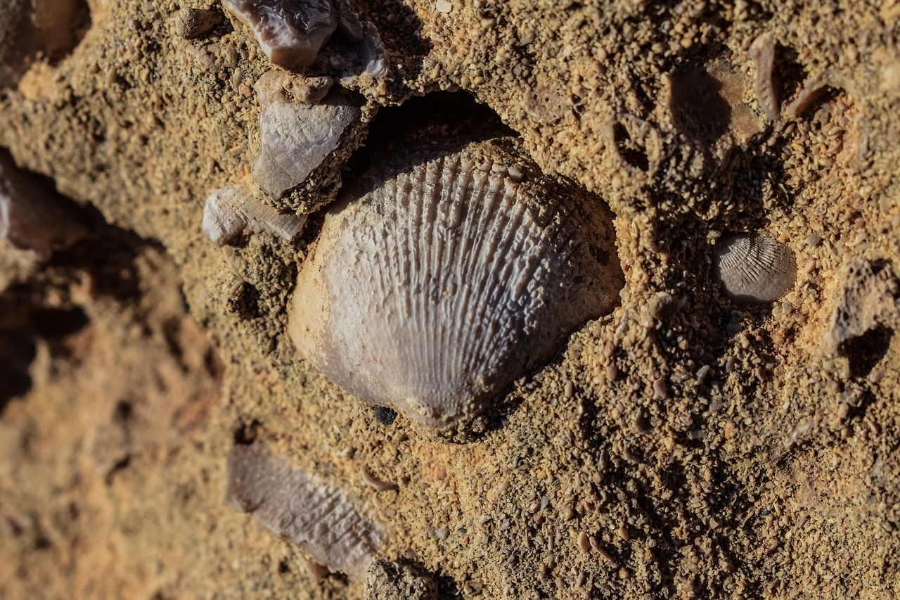 petrification fossil shells free photo