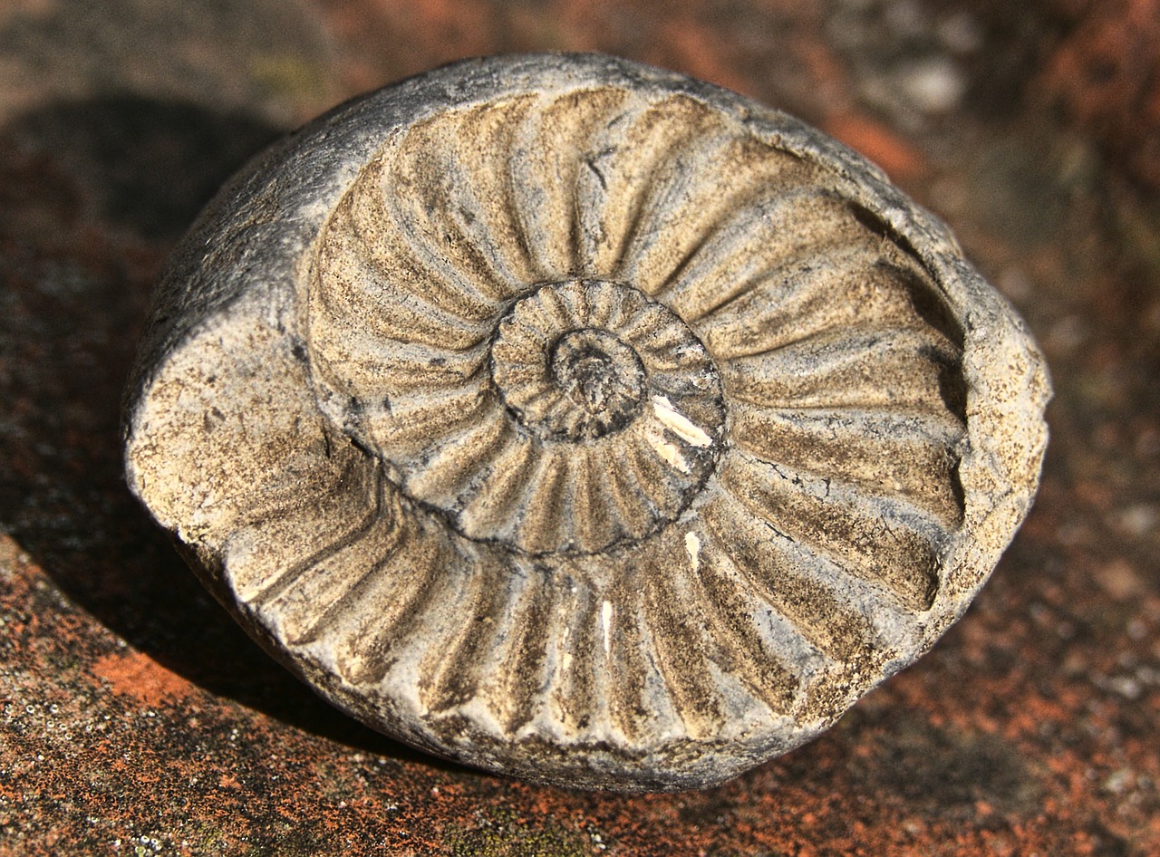 petrification  fossilized  ammonit free photo