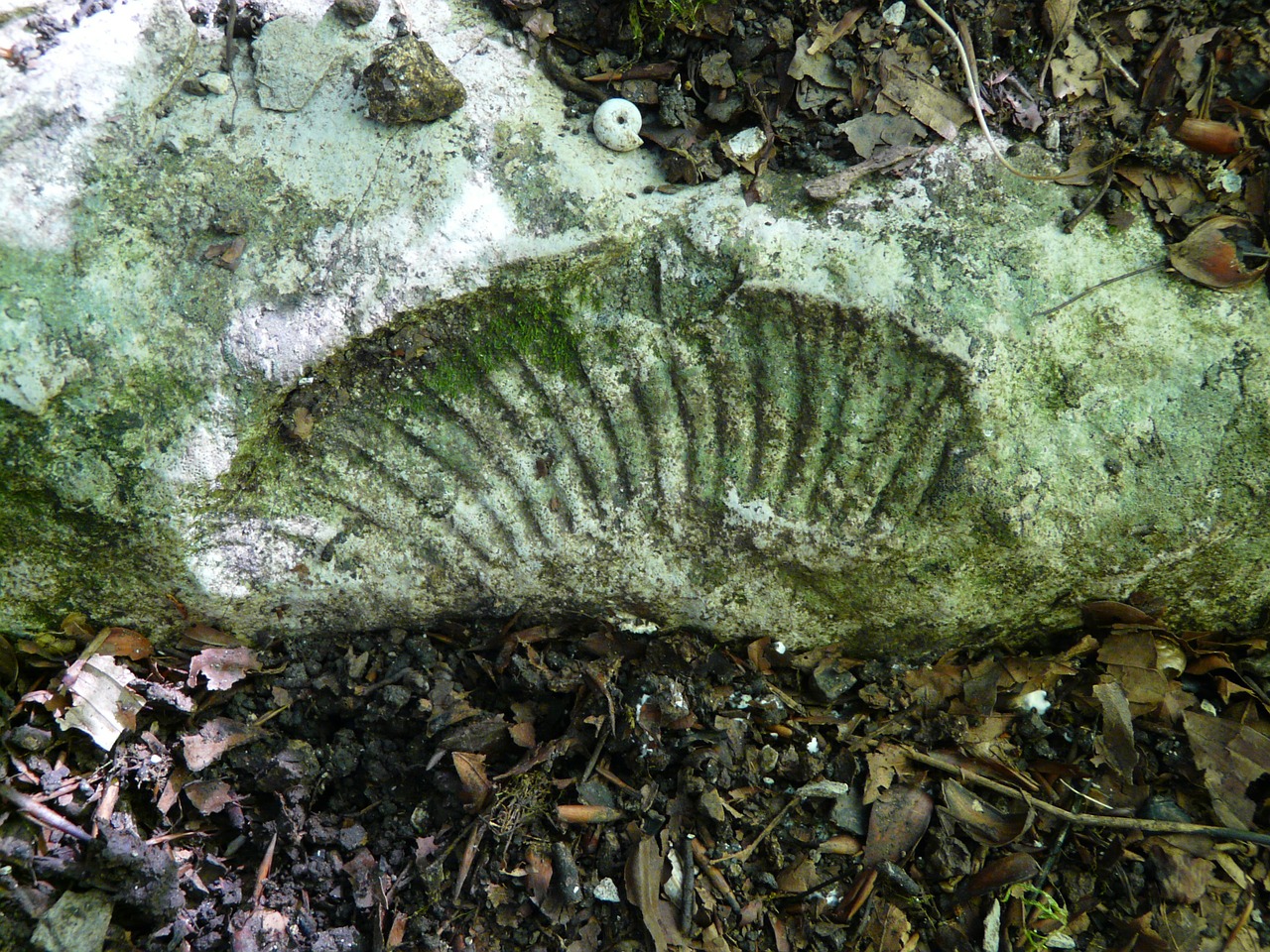 petrification ammonit shell free photo