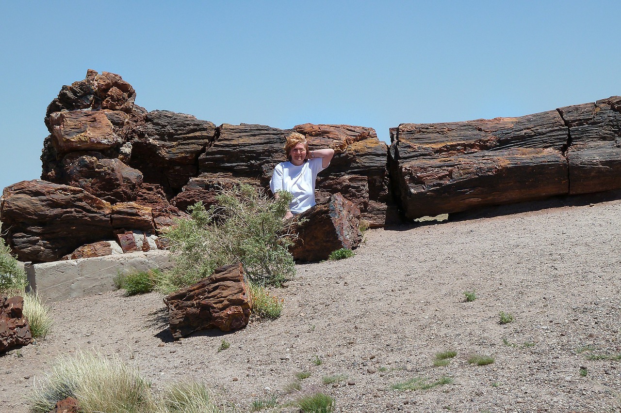 petrified forest national free photo