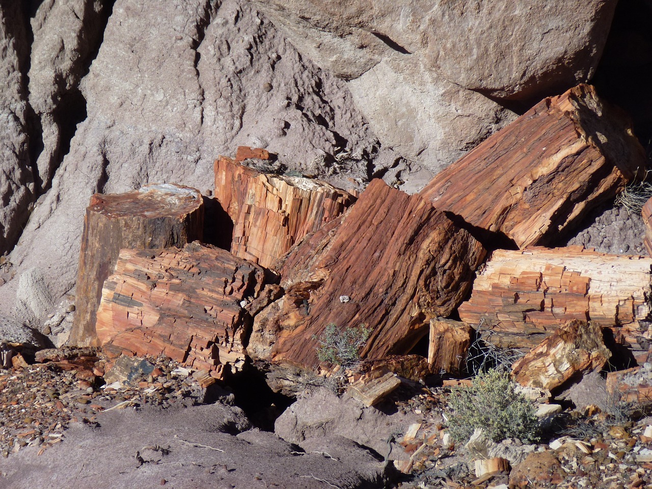 petrified forest fossils trees free photo