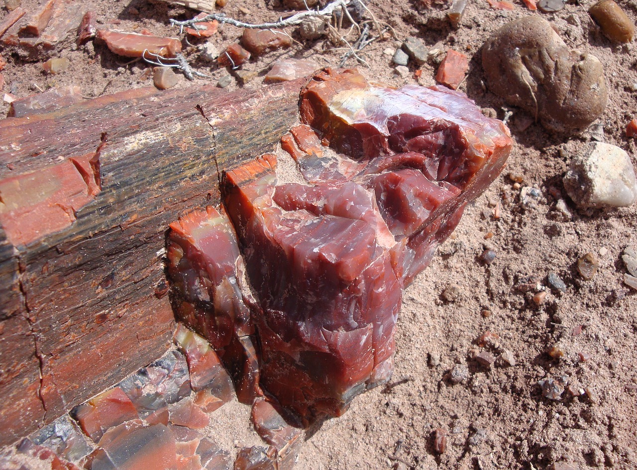 Download free photo of Petrified forest national park,petrified,fossils ...