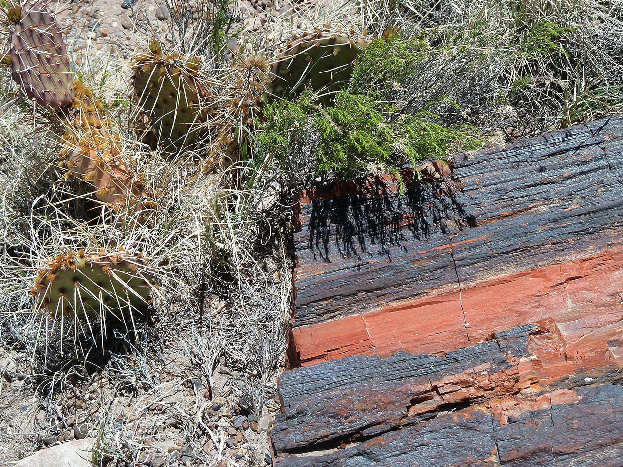 petrified forest national park arizona usa free photo