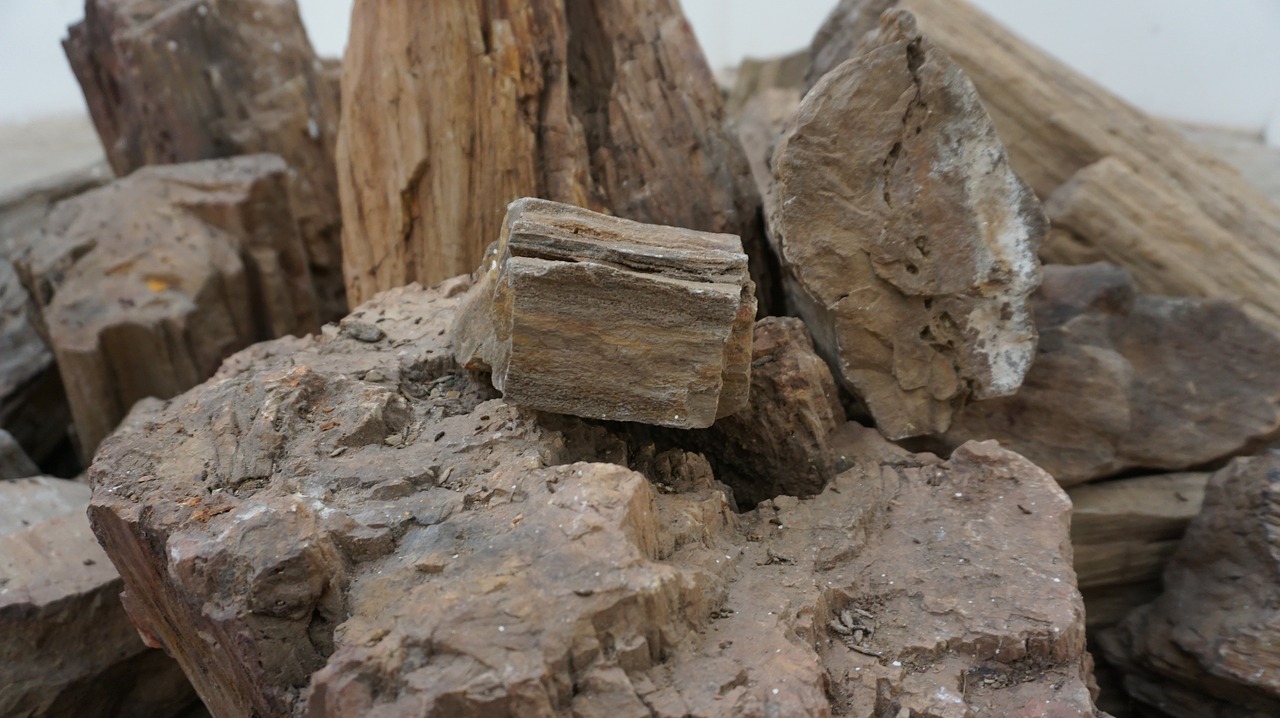 petrified wood rock ancient free photo