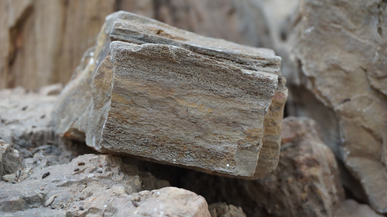 petrified wood rock ancient free photo