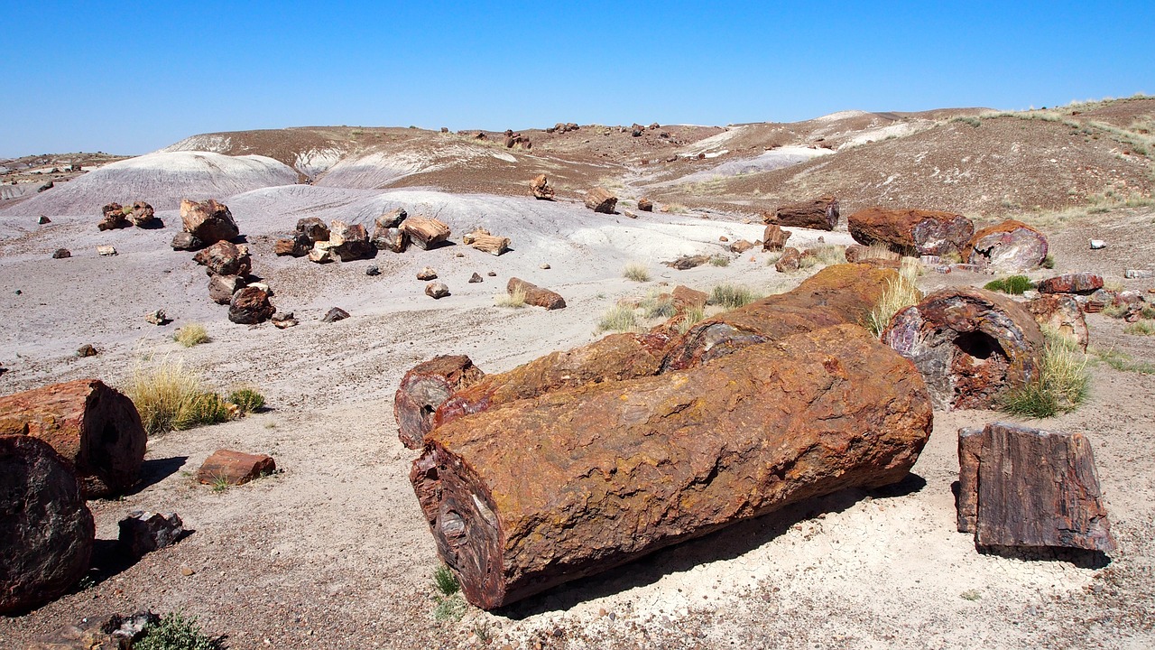 petrified wood arizona wood free photo