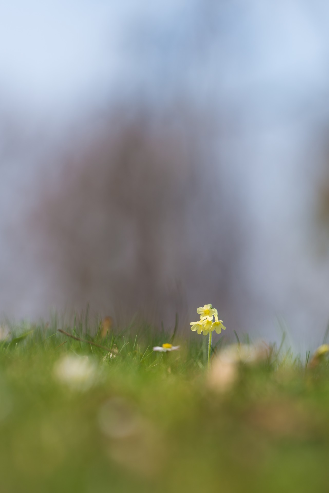 primrose meadow flower free photo