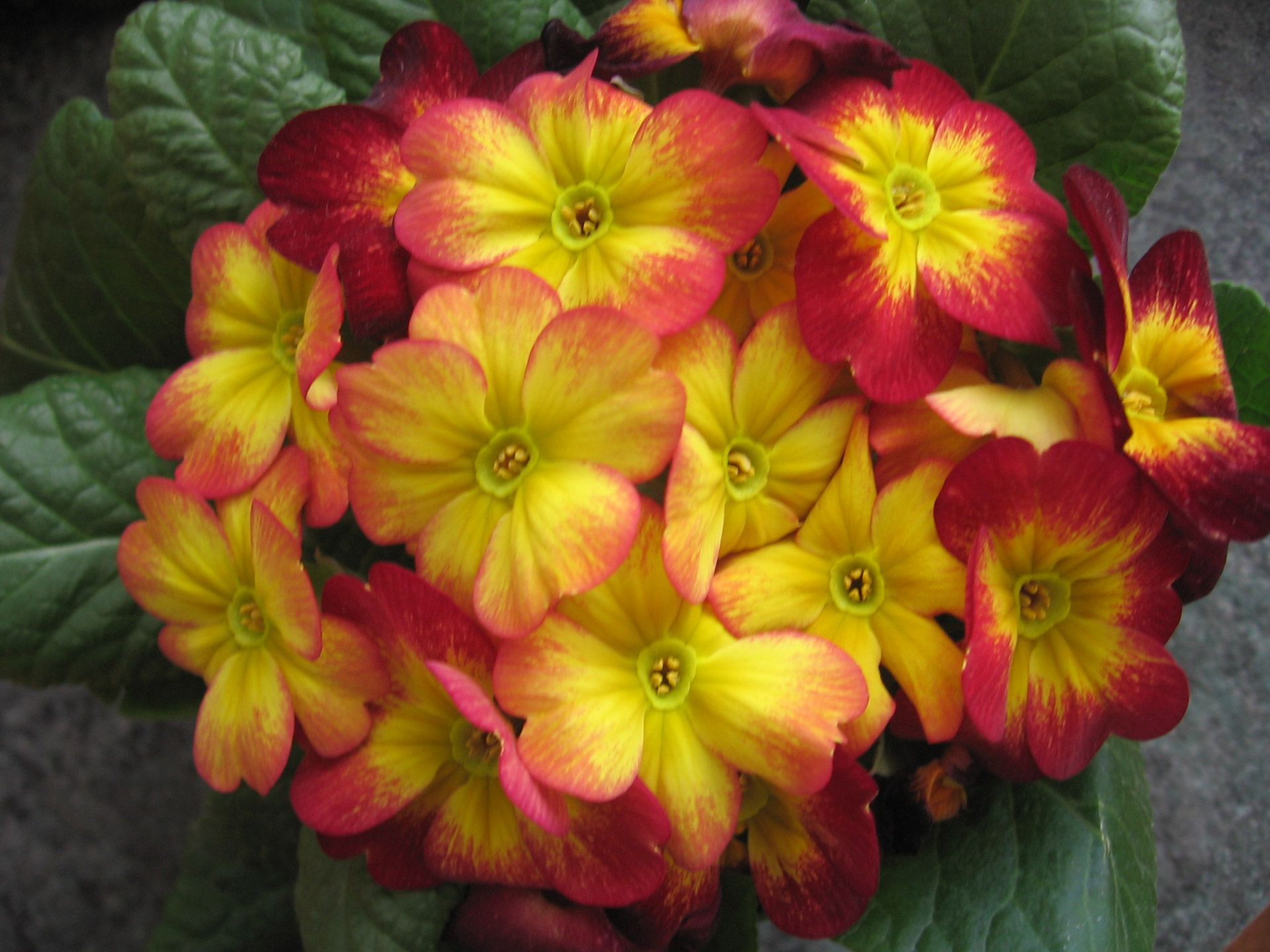 spring flower primrose free photo