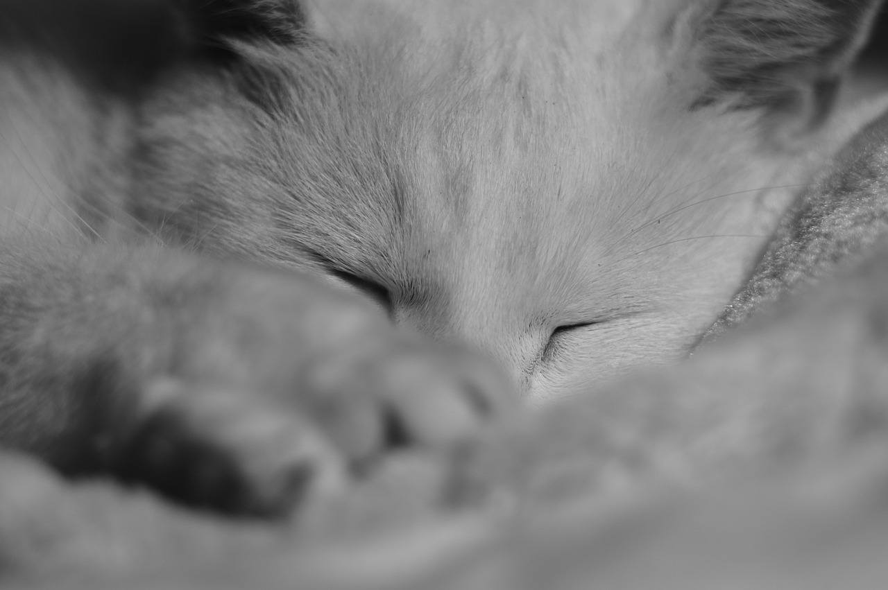 pets sleeping cat sleep free photo