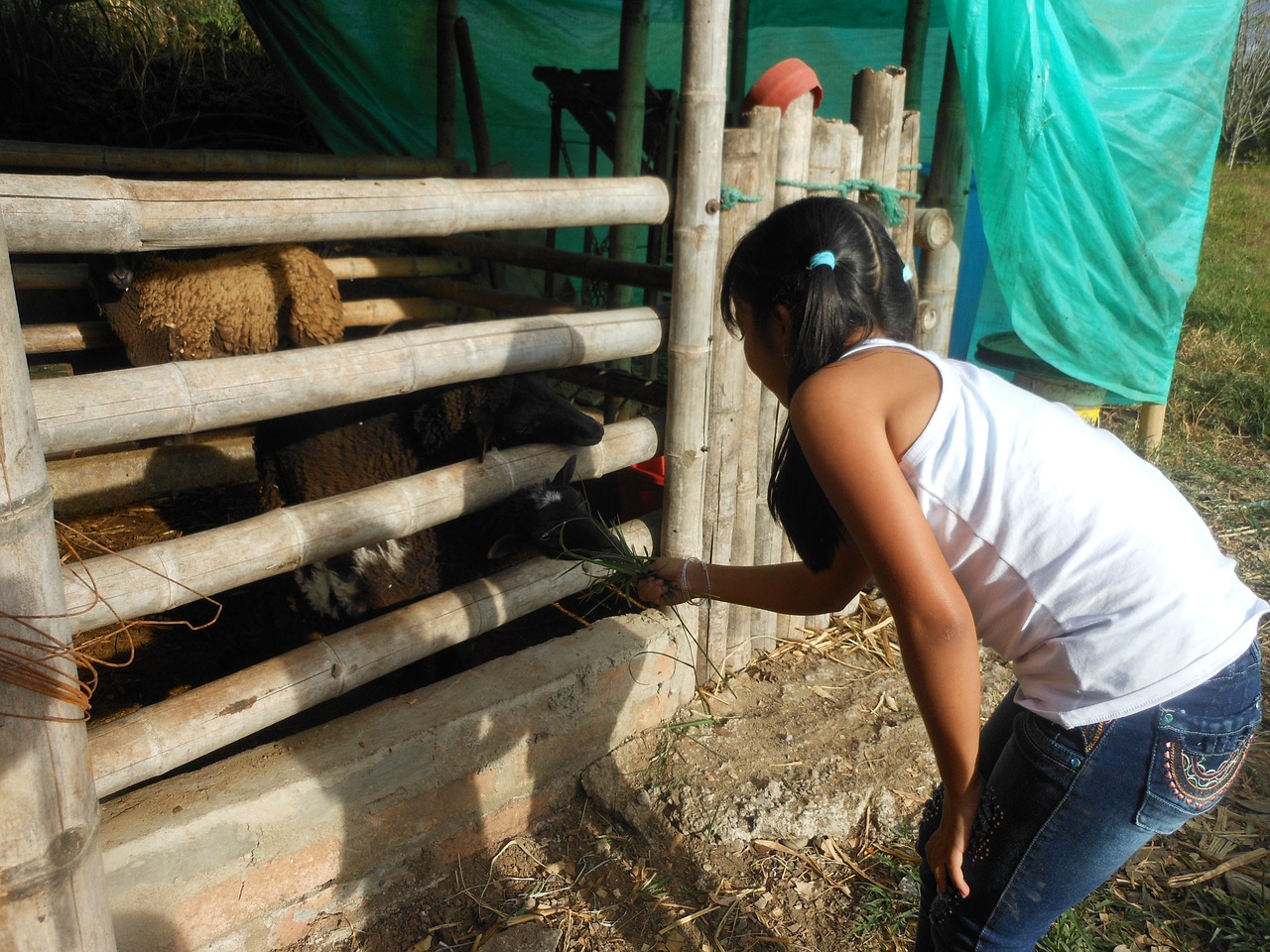 pets sheep girl free photo