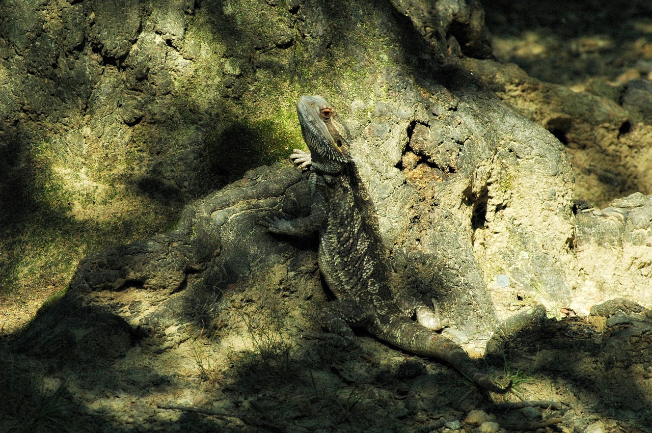 pets lizard bearded free photo