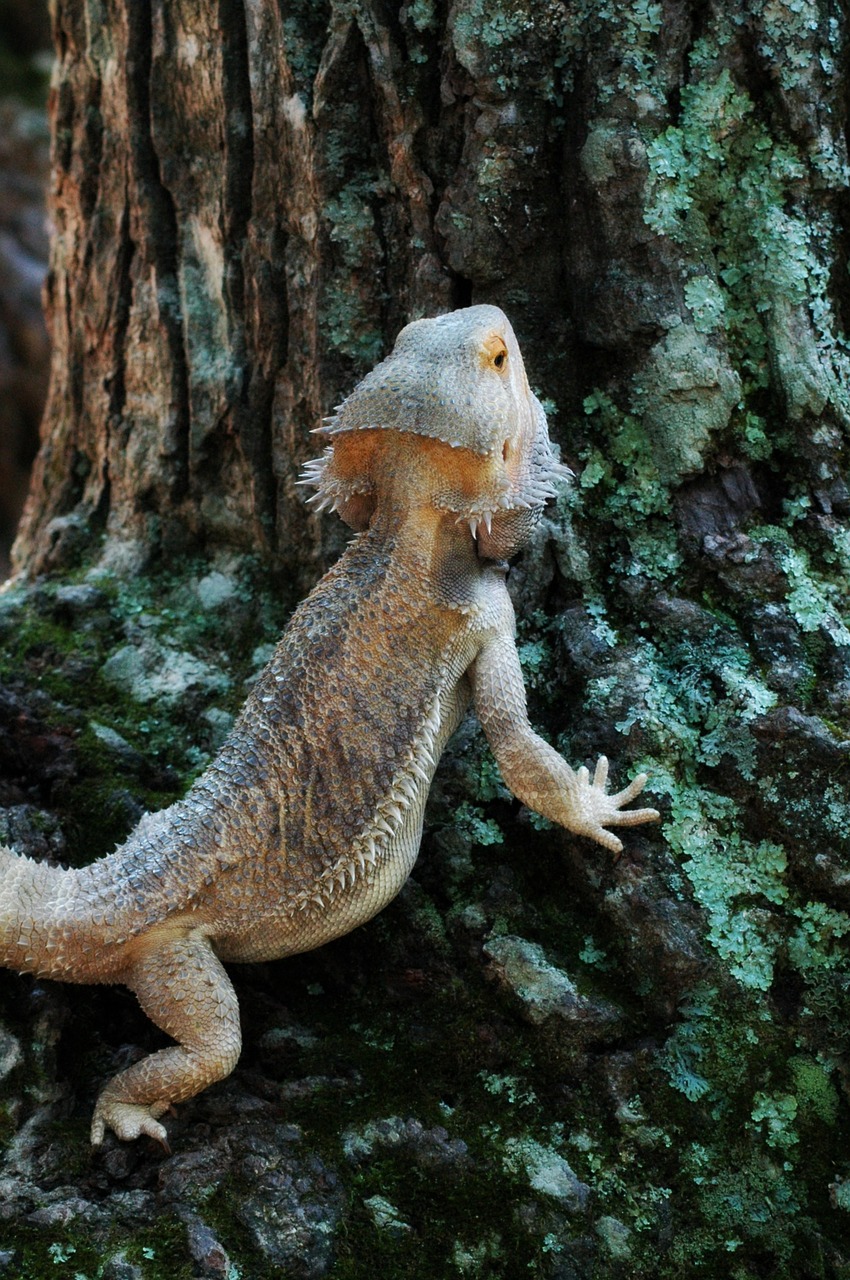 pets lizard bearded free photo