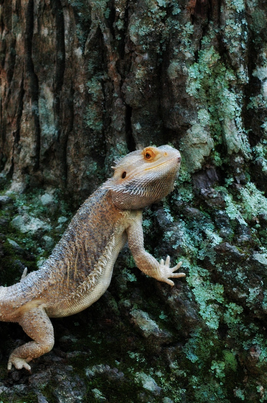 pets lizard bearded free photo