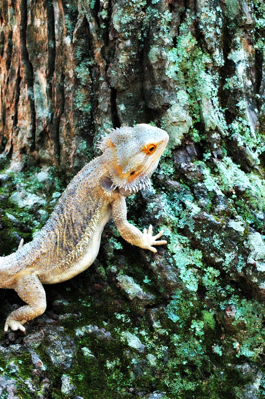 lizard bearded dragon reptile free photo