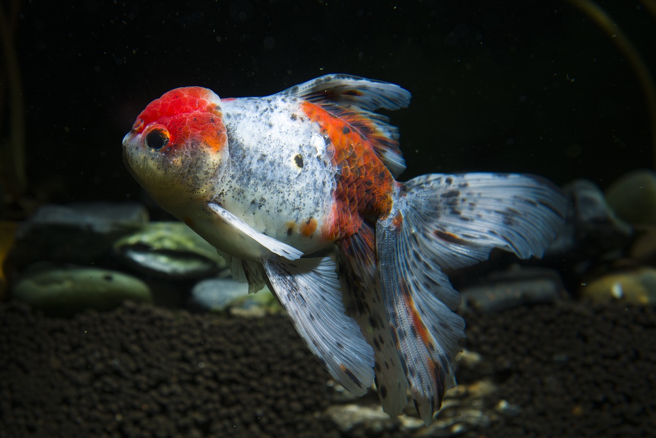 pets ornamental fish goldfish free photo