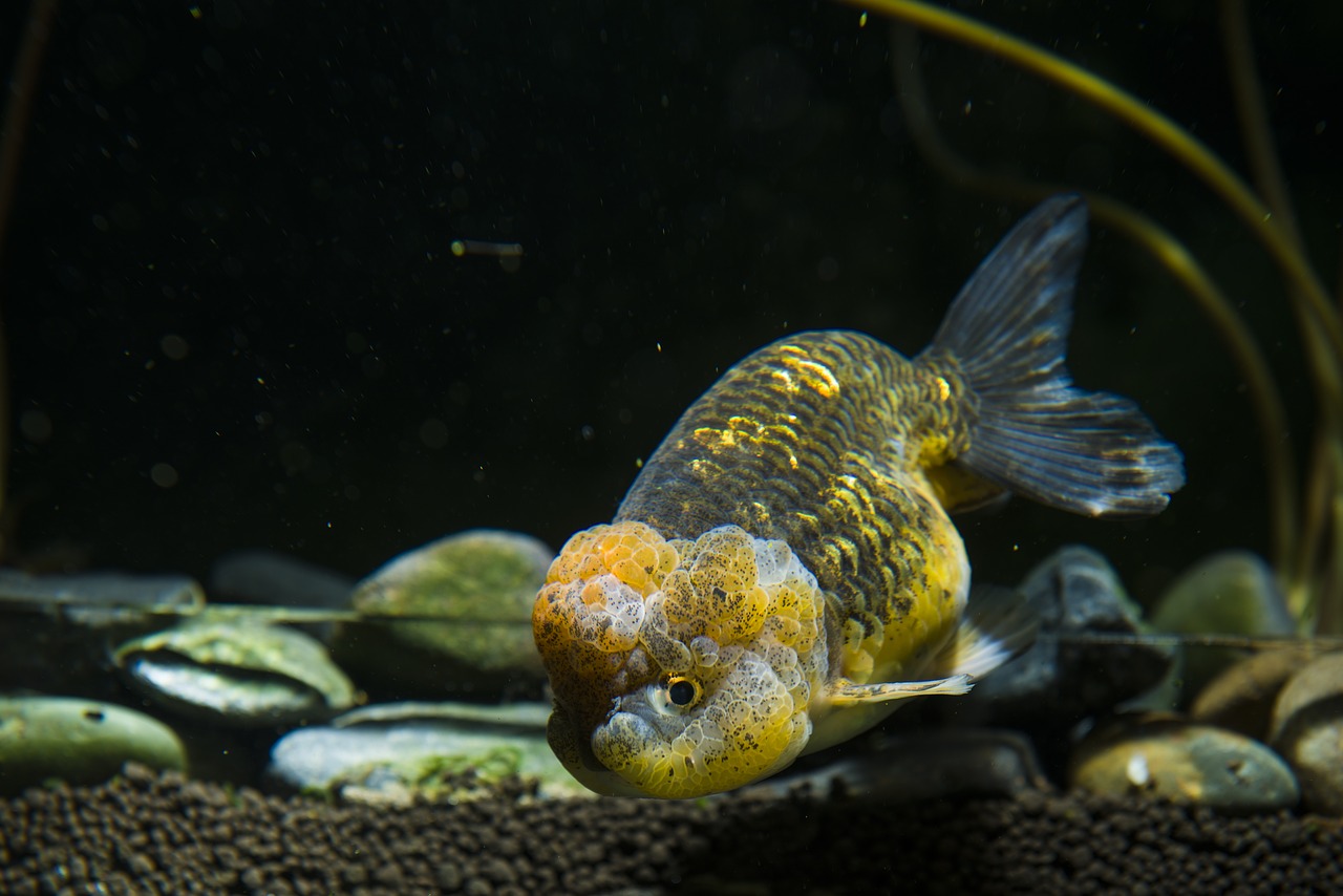 pets ornamental fish goldfish free photo