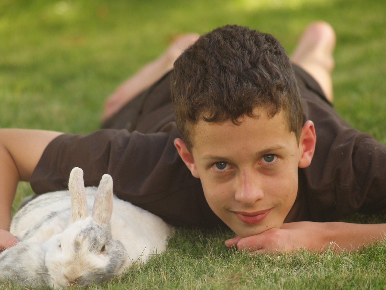 pets rabbit hare free photo