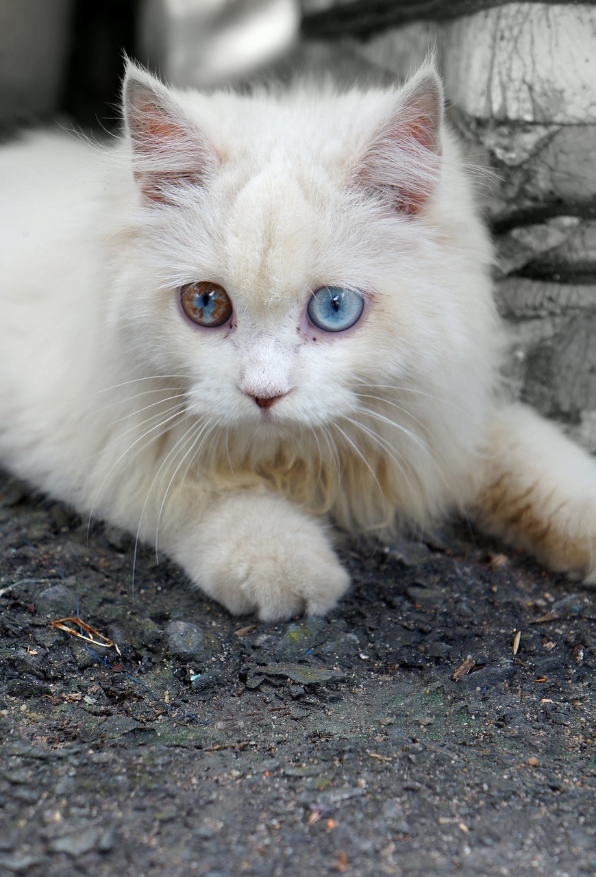 pets white cat blue eyes free photo