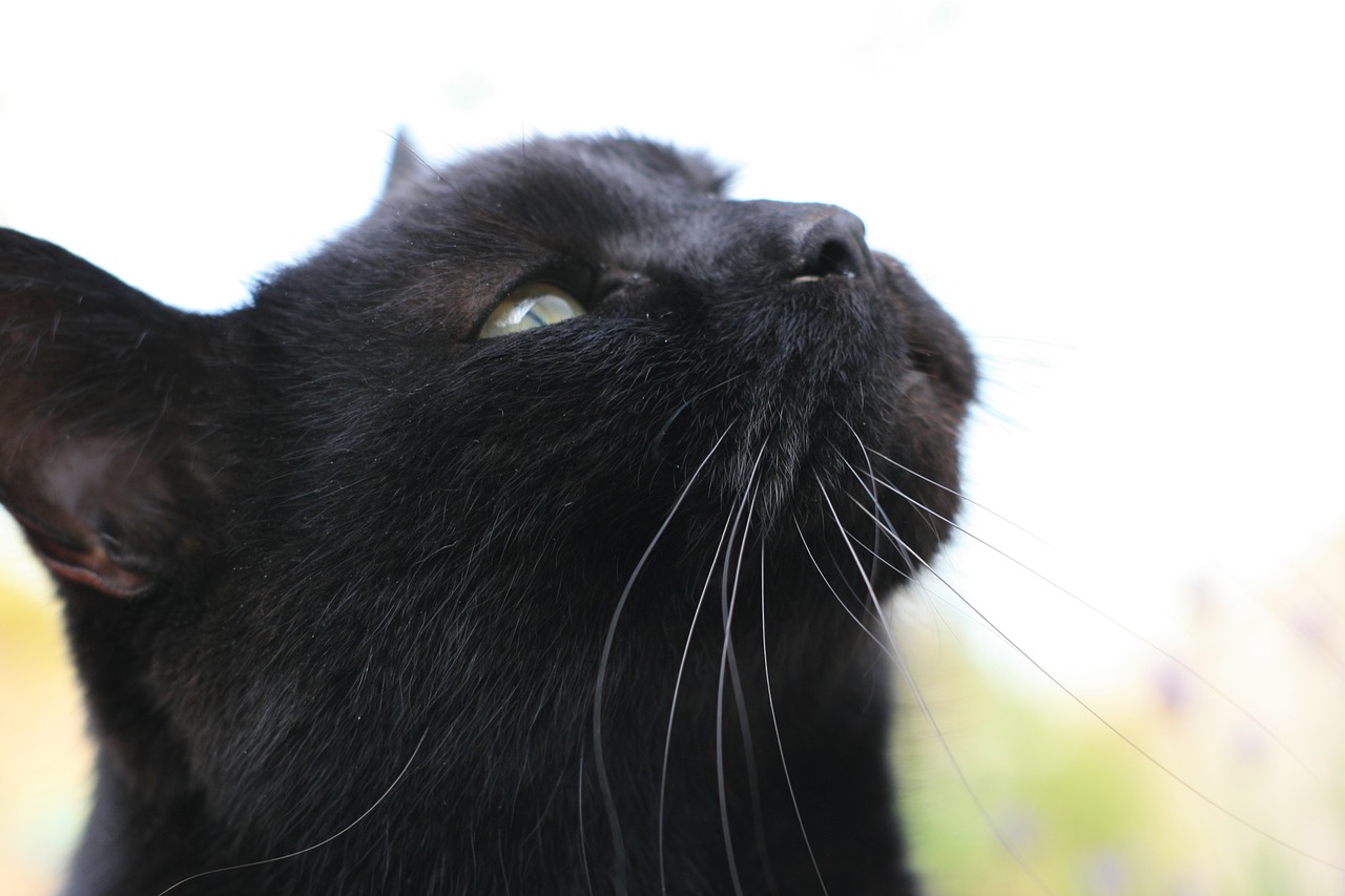 pets  cats  black cats free photo