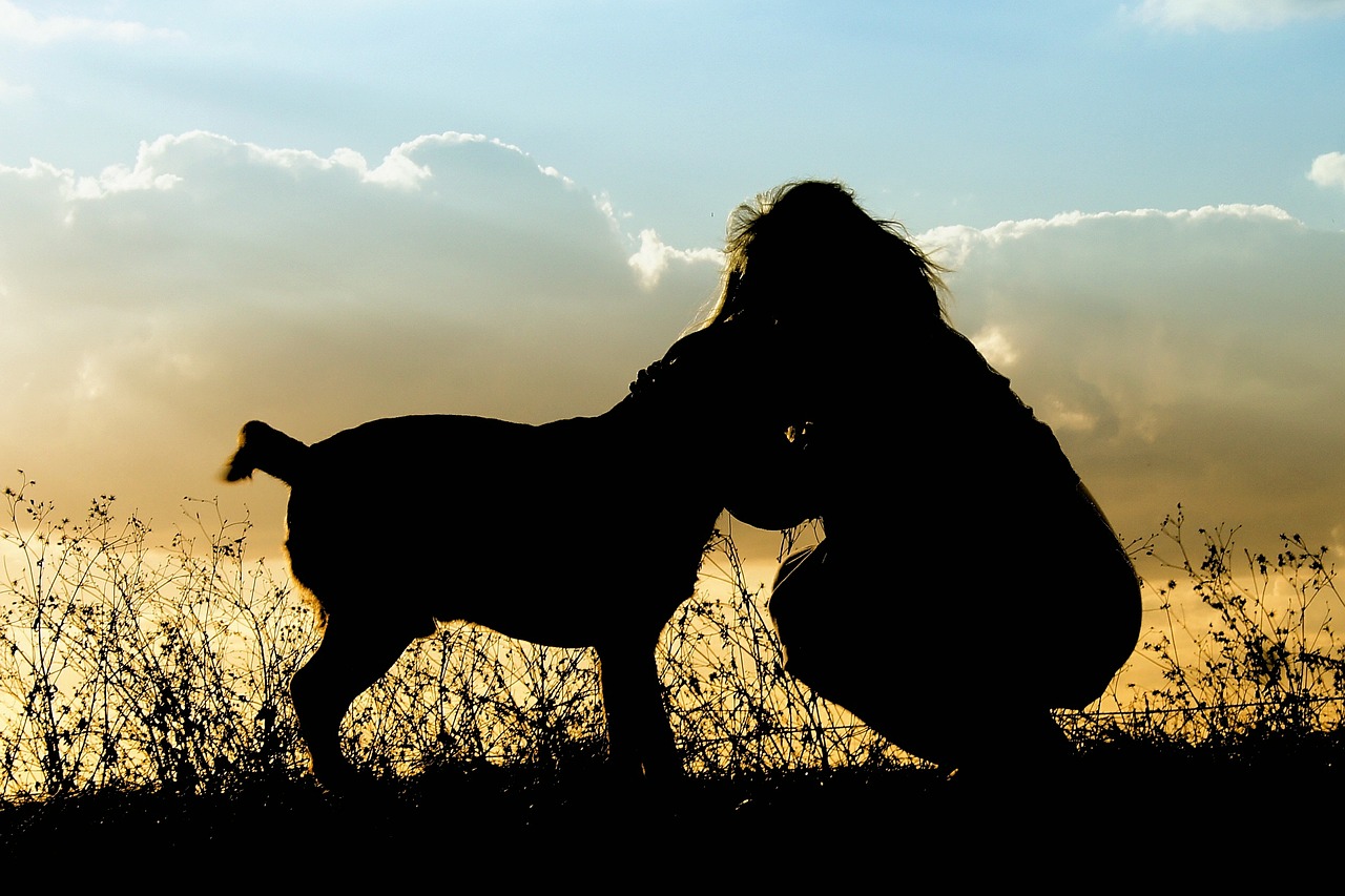 pets dog sunset free photo