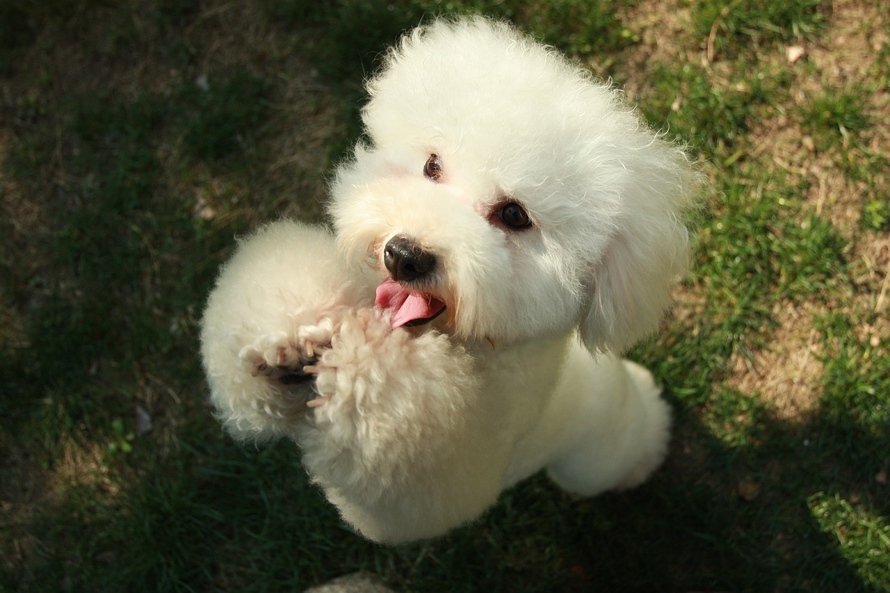 pets dog poodle free photo