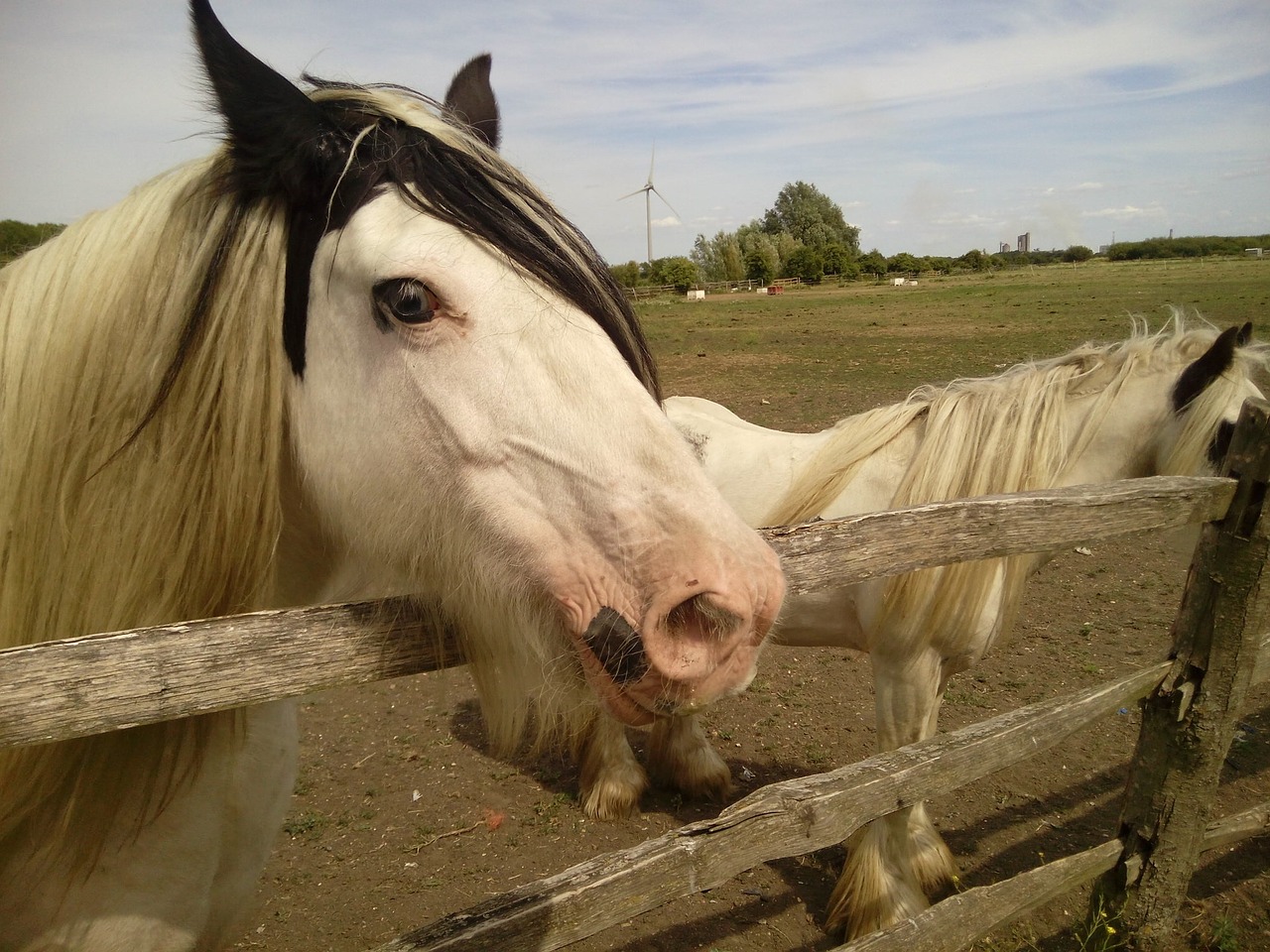 pets horses ranch free photo