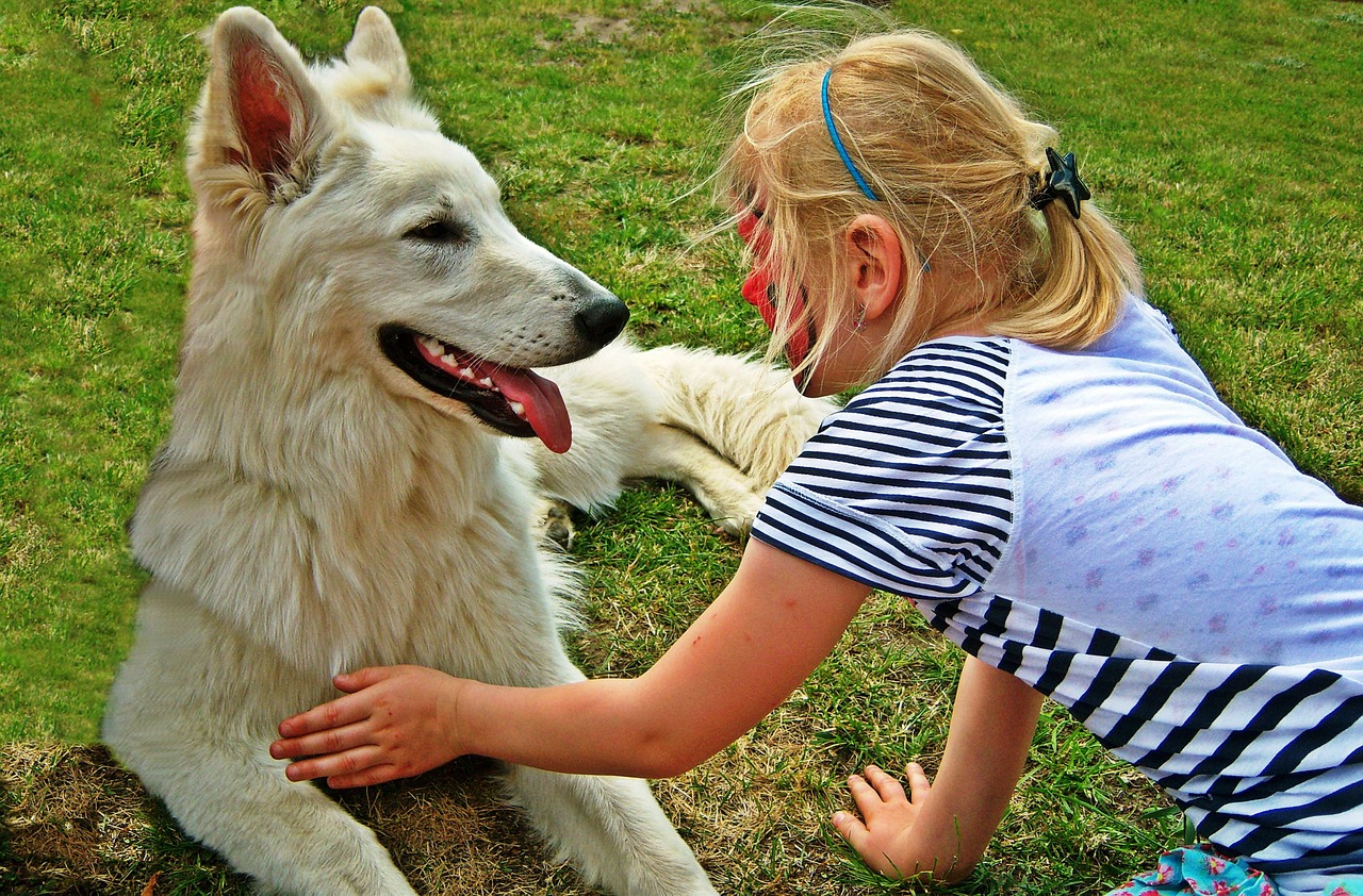 pets dogs animals free photo