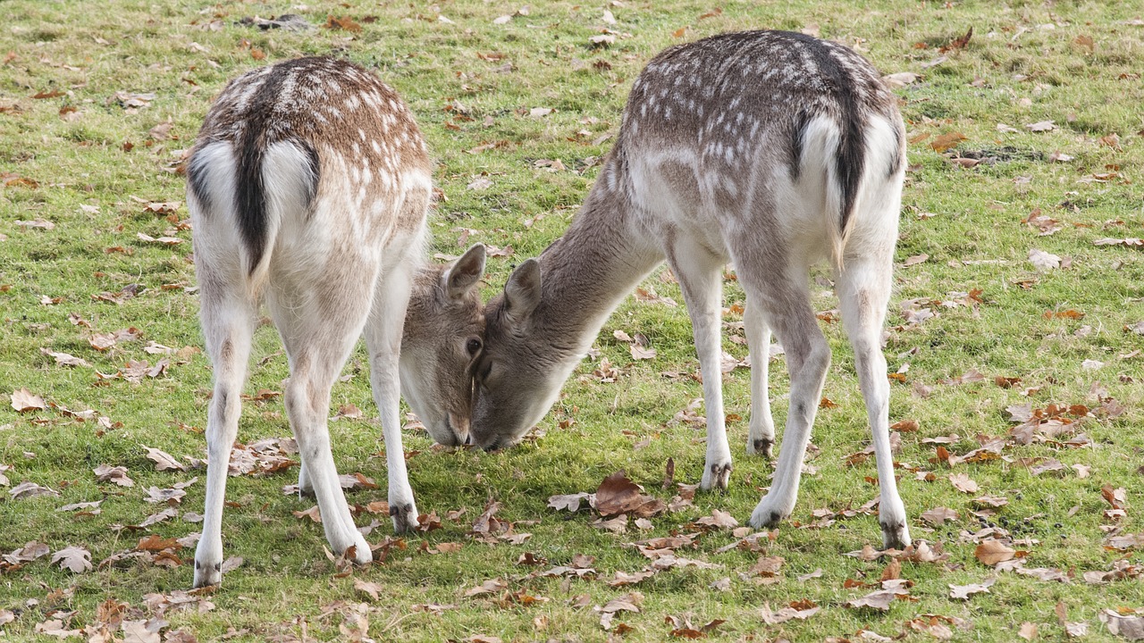 petting grass nature free photo