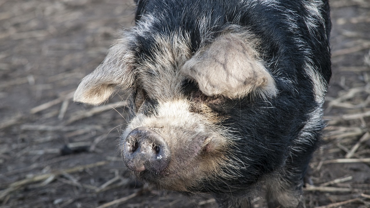 petting pig animal free photo