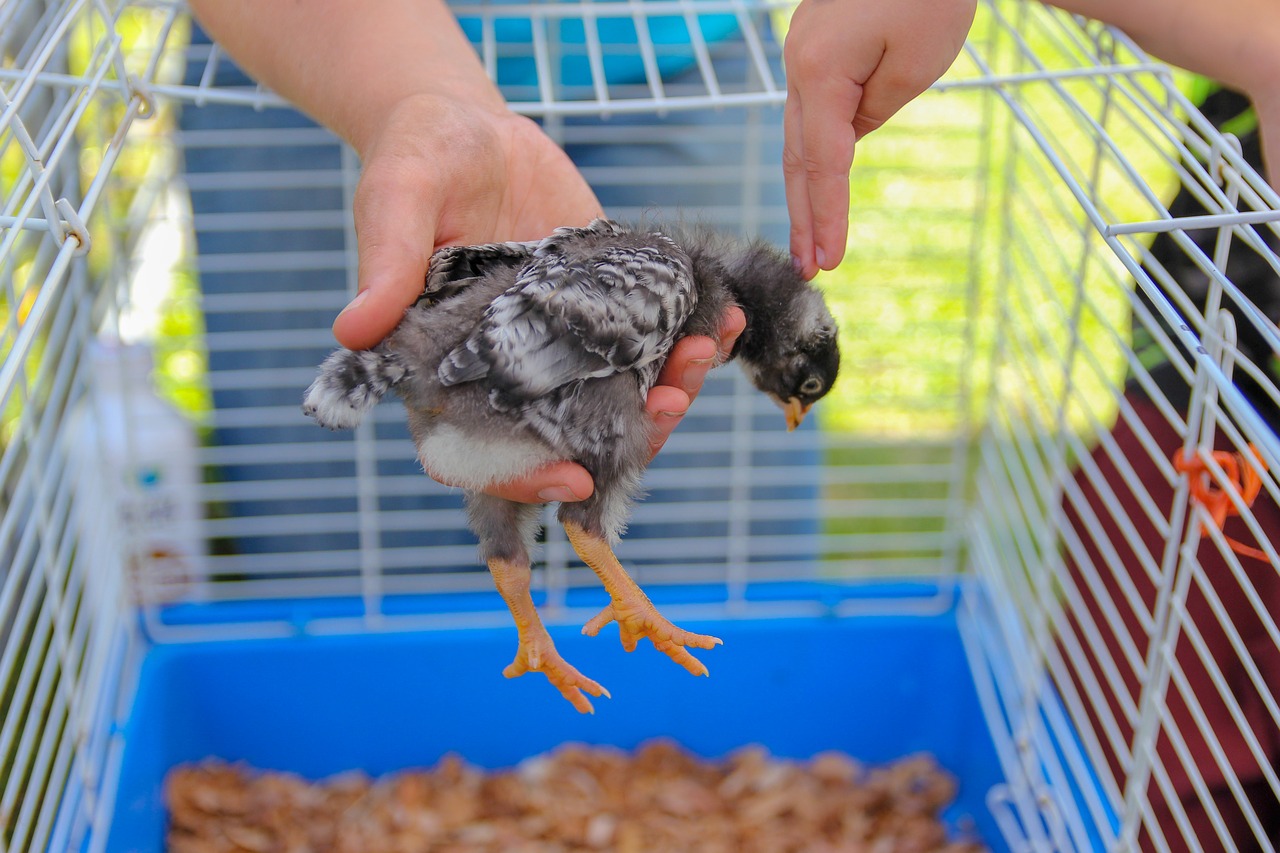 petting  chick  bird free photo