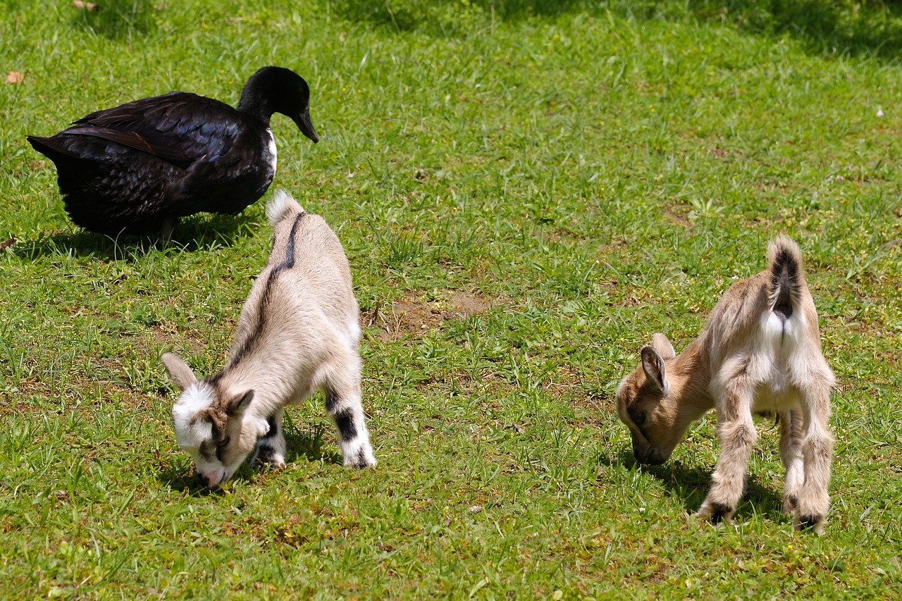 petting zoo kid duck free photo