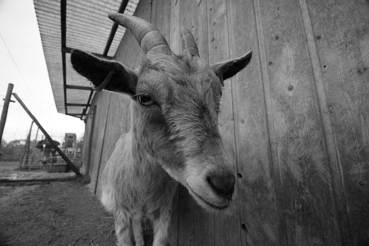 petting zoo black and white animal free photo