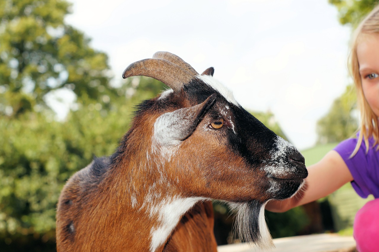 petting zoo goat stroke free photo