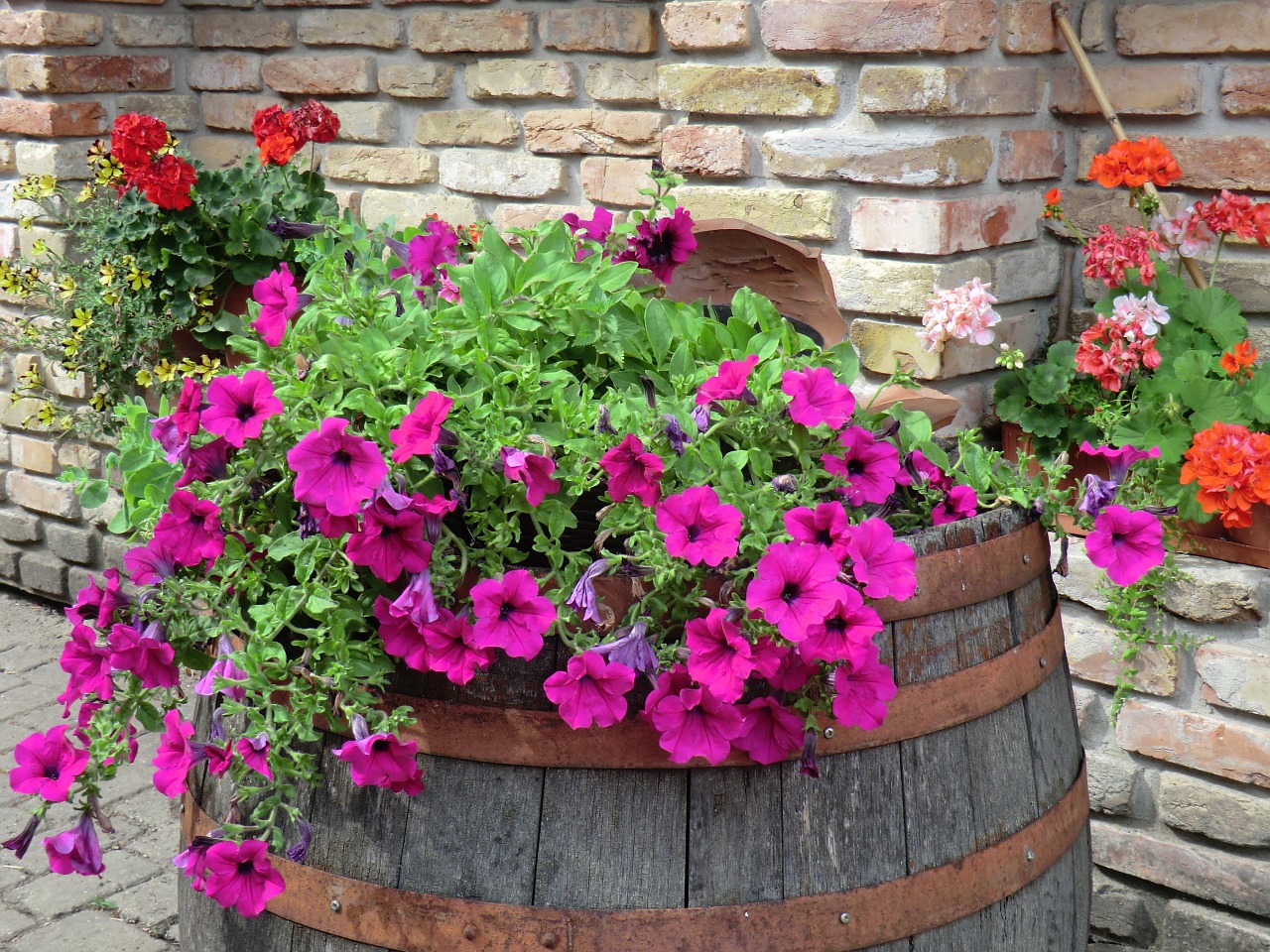 petunia garden pink flower free photo