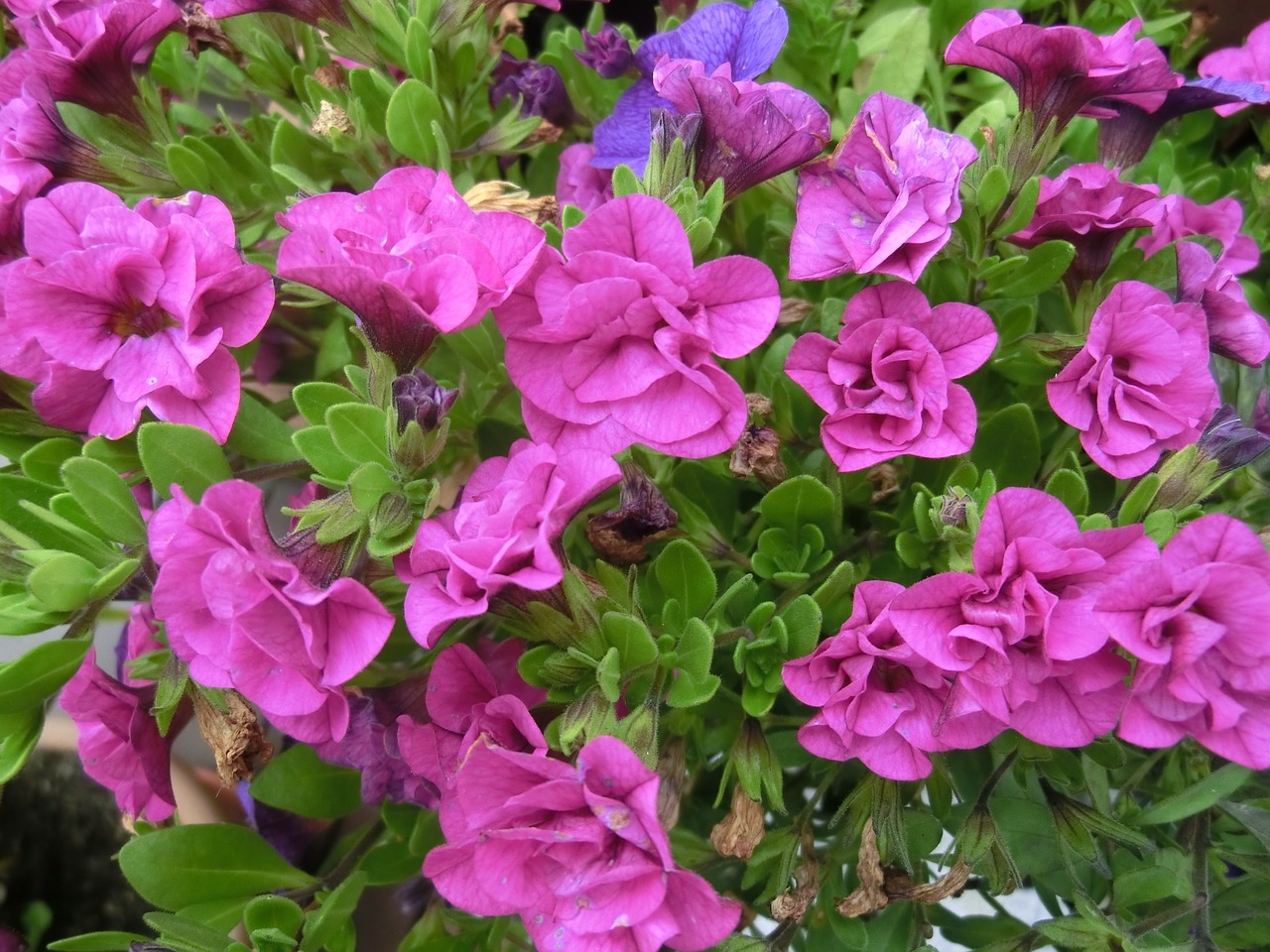 petunia red flower free photo