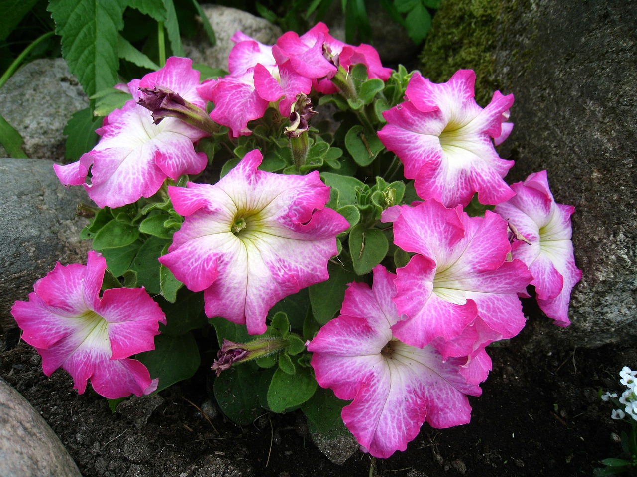 petunia pink colors free photo