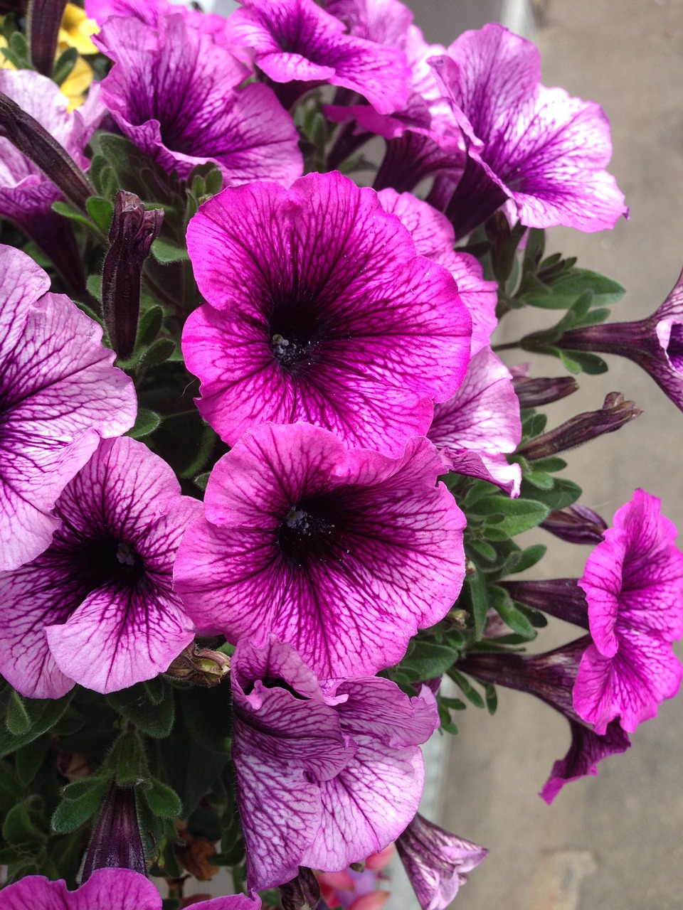 petunia pink balcony plant free photo