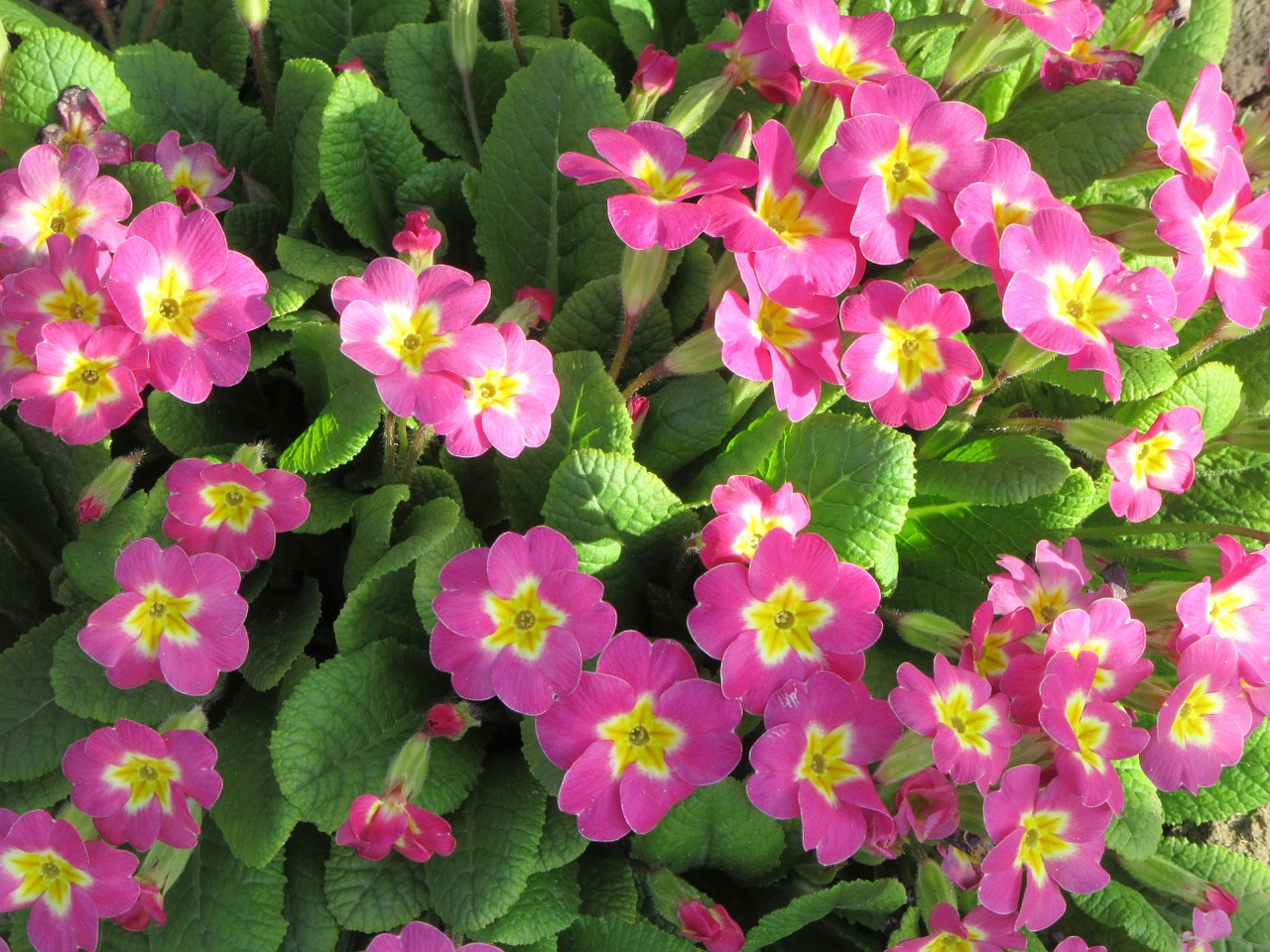 petunia flowers spring free photo