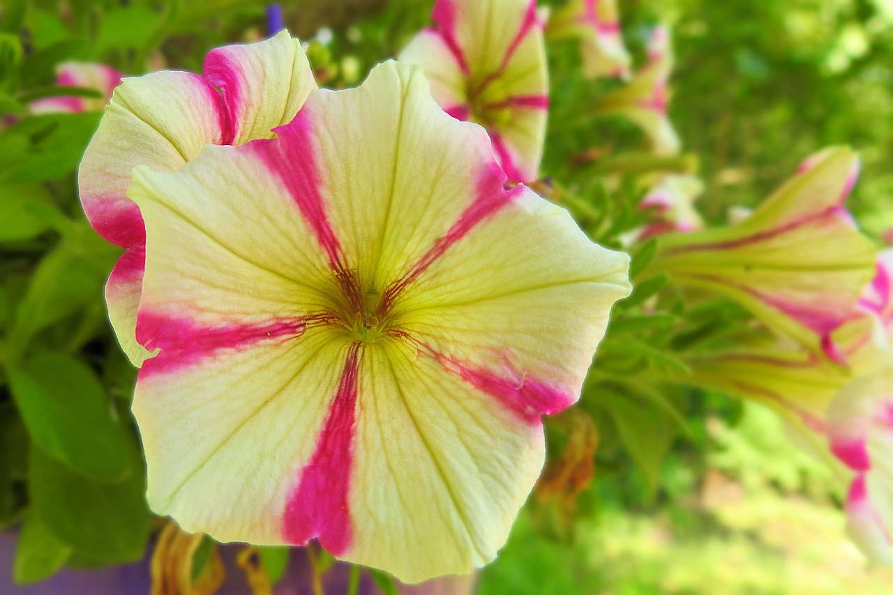 petunia colorful balcony plant free photo