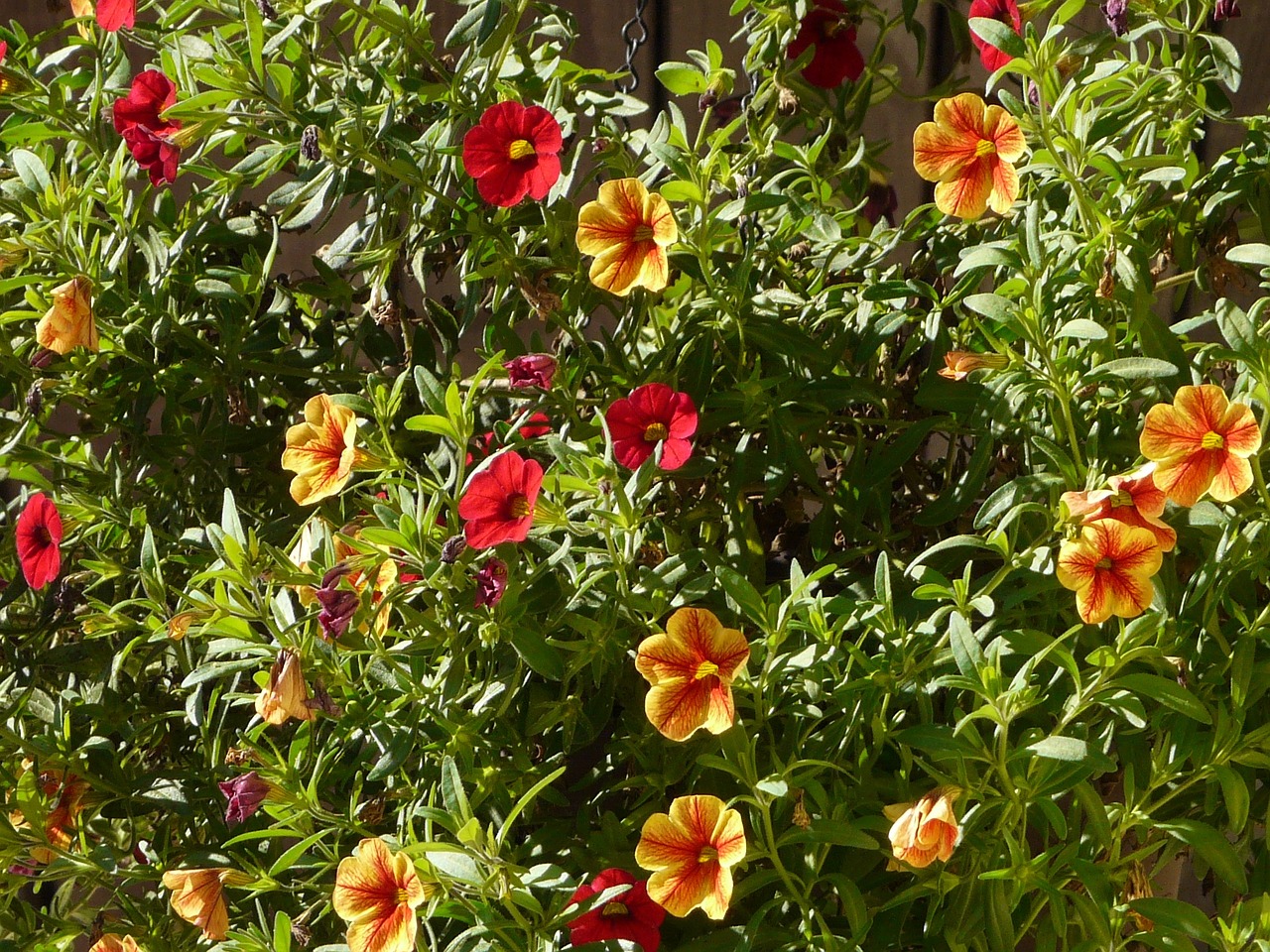 petunia gardening flower free photo