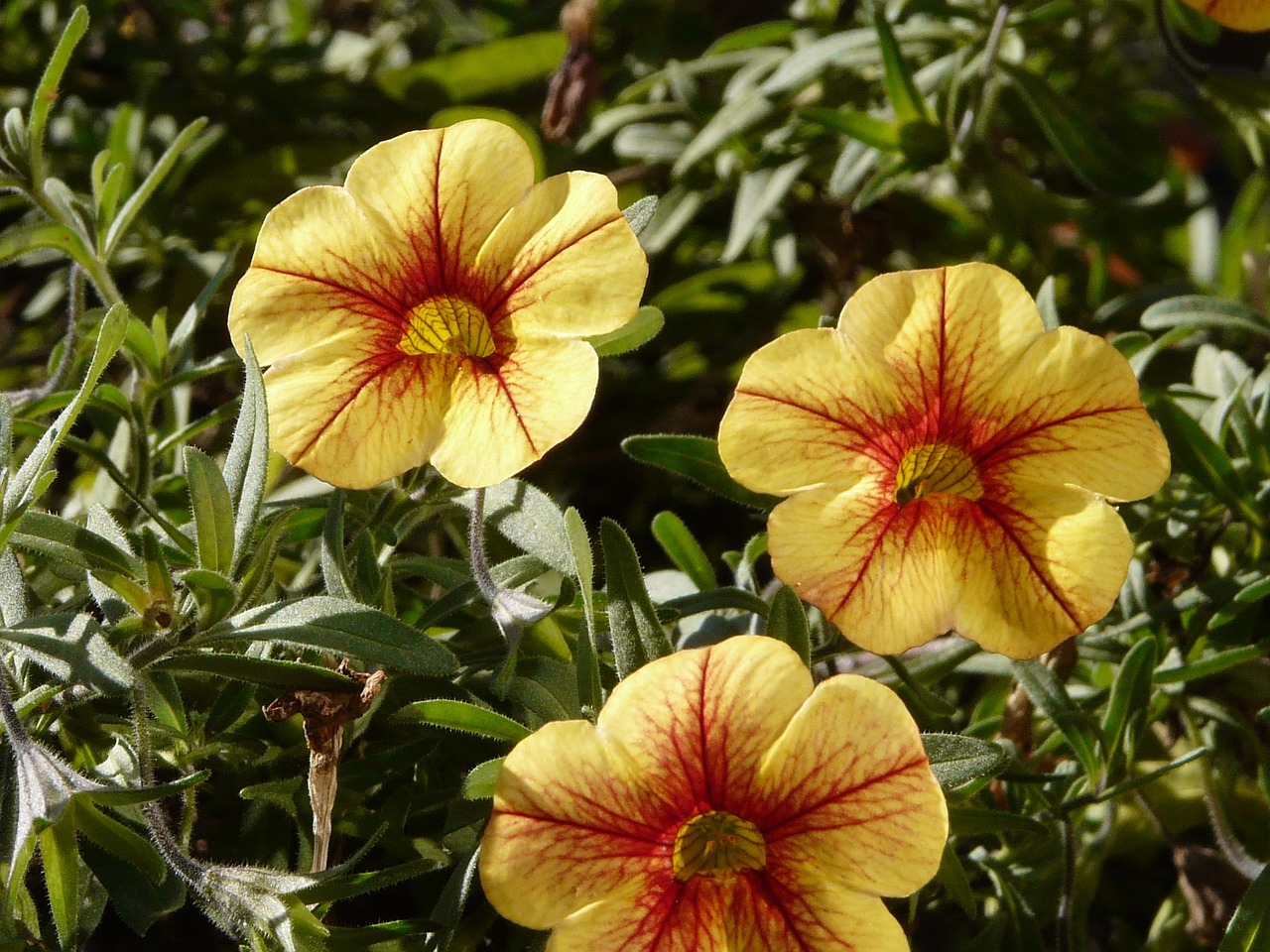 petunia gardening flower free photo