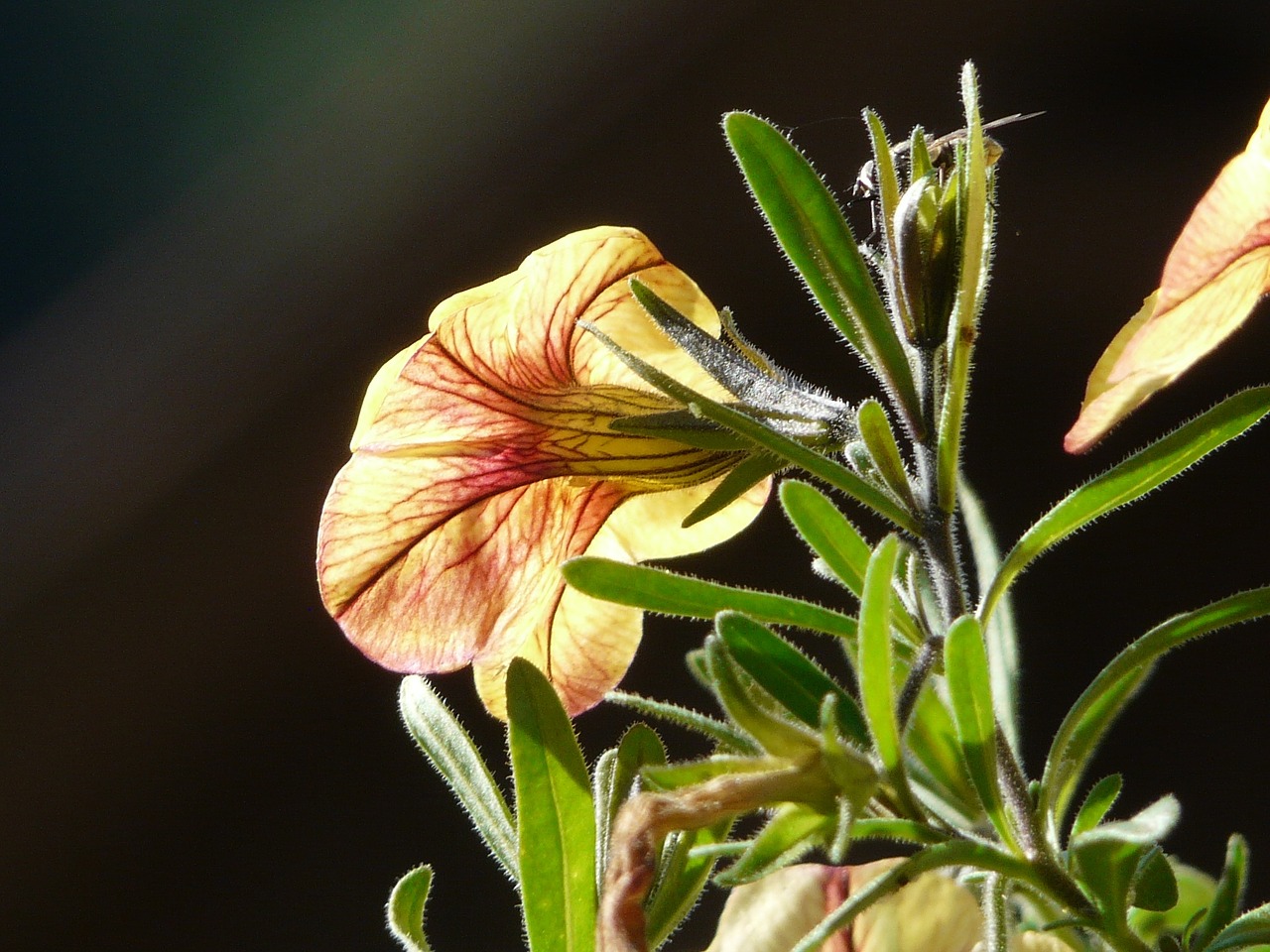 petunia gardening flower free photo