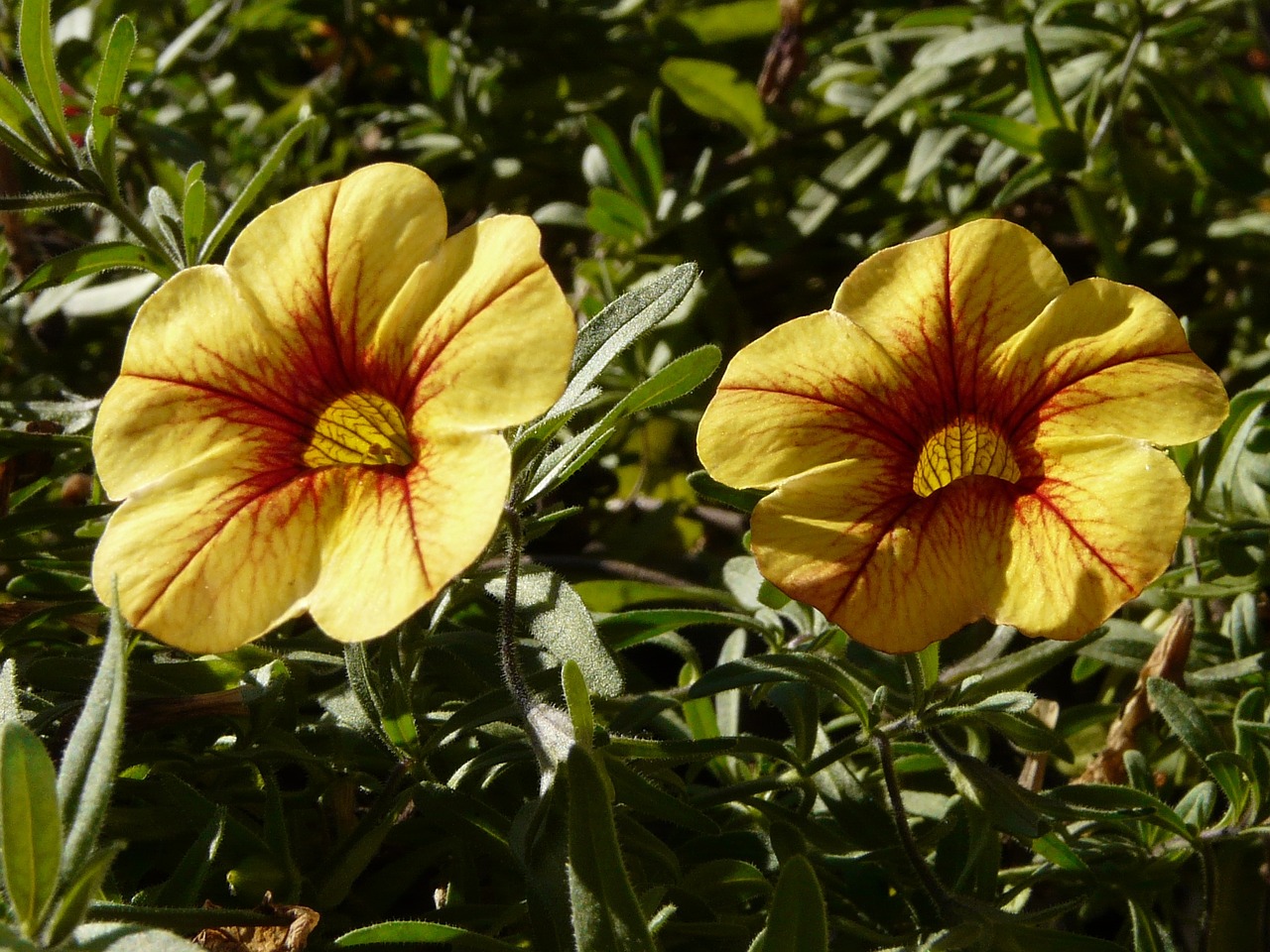 petunia gardening flower free photo