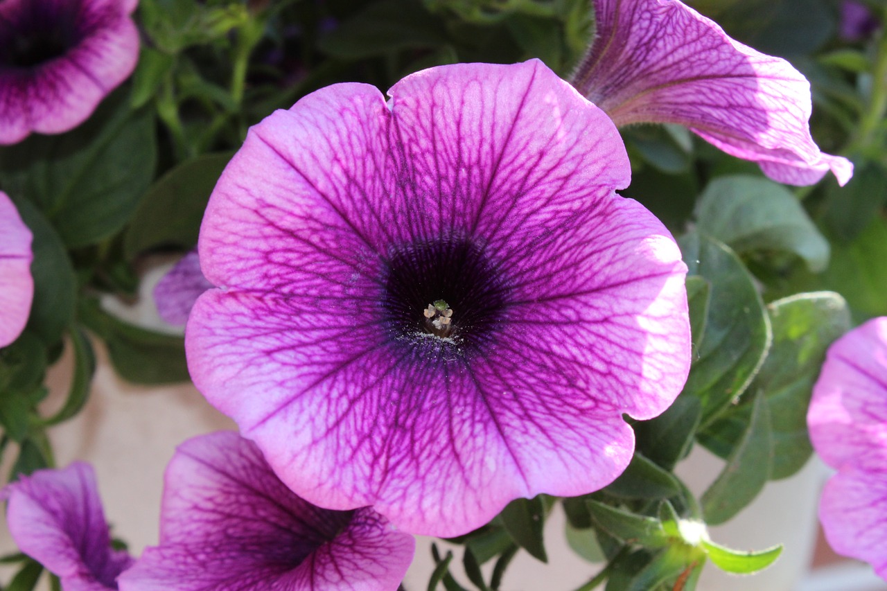 petunia blossom bloom free photo