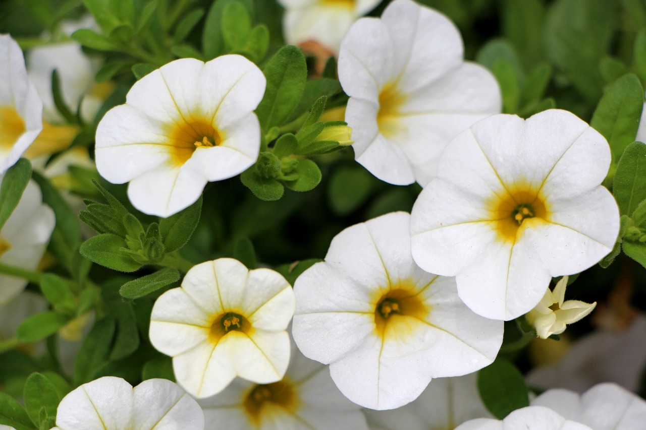 petunia plants flowers free photo