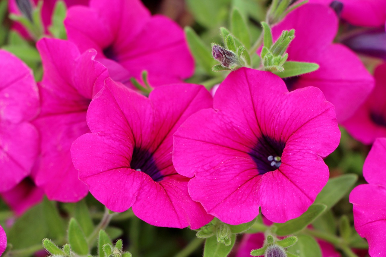 petunia plants flowers free photo