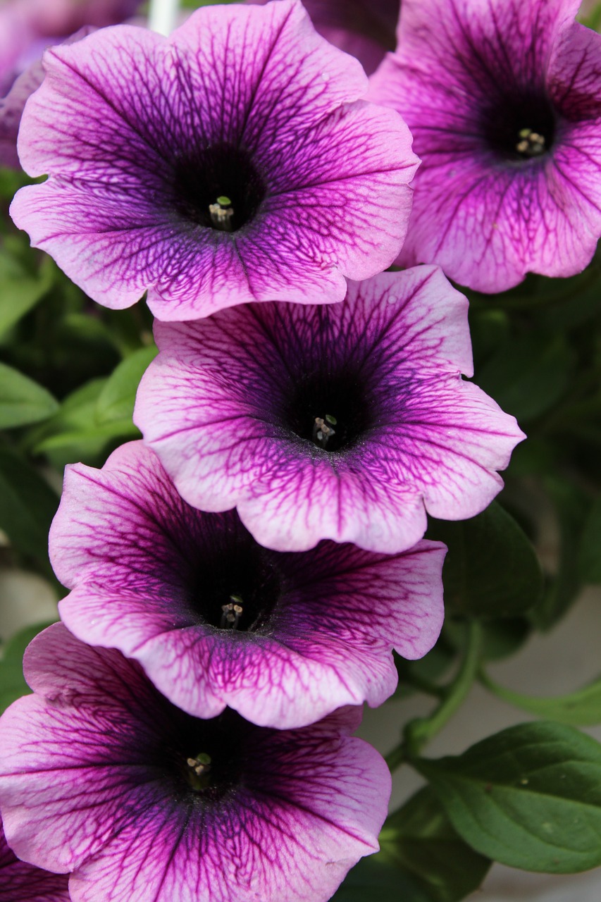 petunia purple flowers free photo
