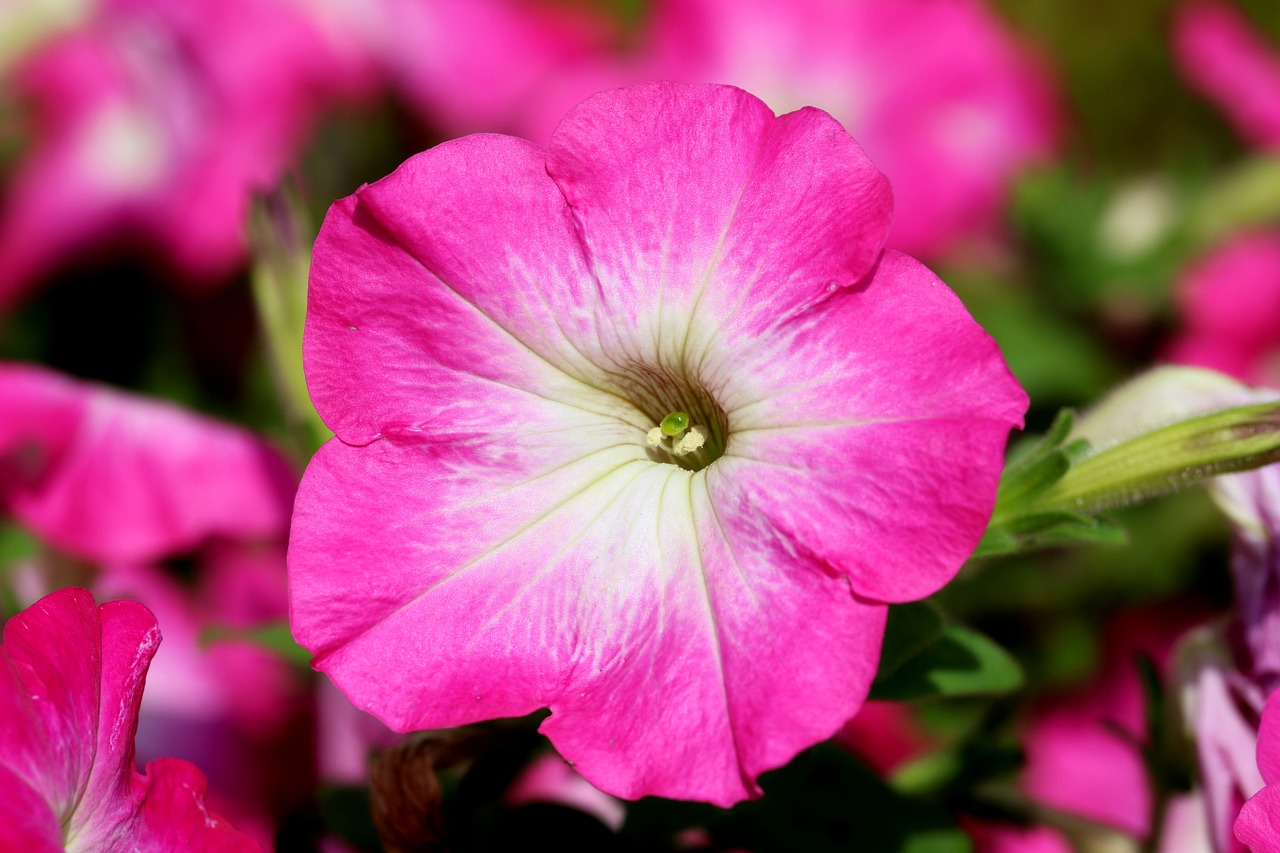 petunia flowers tabitha free photo