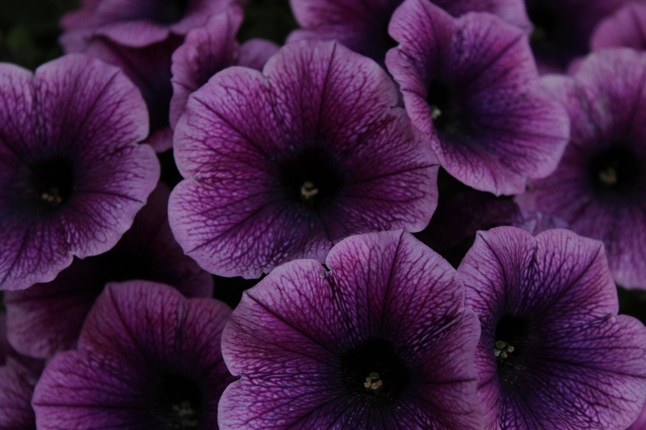 petunia flowers purple free photo